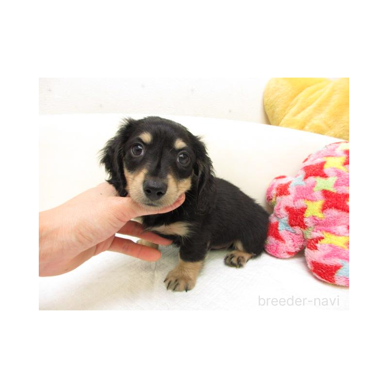 販売中の大阪府のミニチュアダックスフンド(ロングヘアード)-450925の2枚目