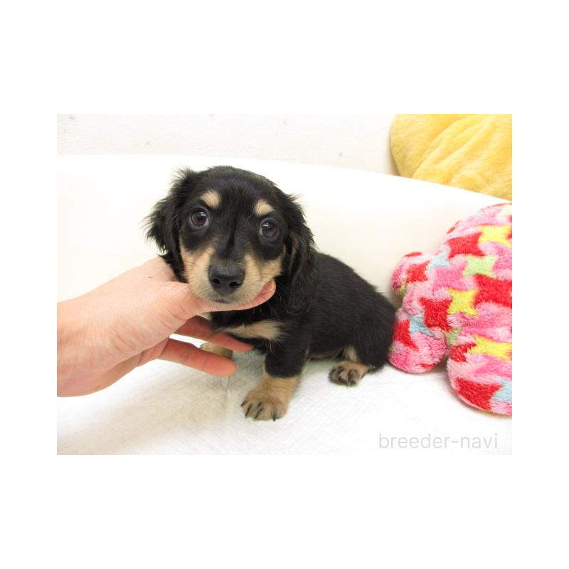 販売中の大阪府のミニチュアダックスフンド(ロングヘアード)-450925