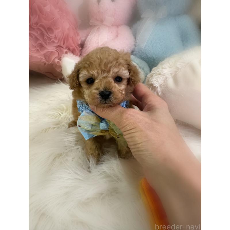 販売中の香川県のティーカッププードル-450928の4枚目