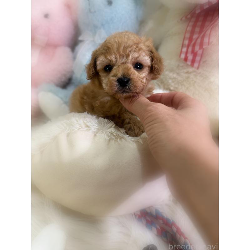 販売中の香川県のティーカッププードル-450928の3枚目