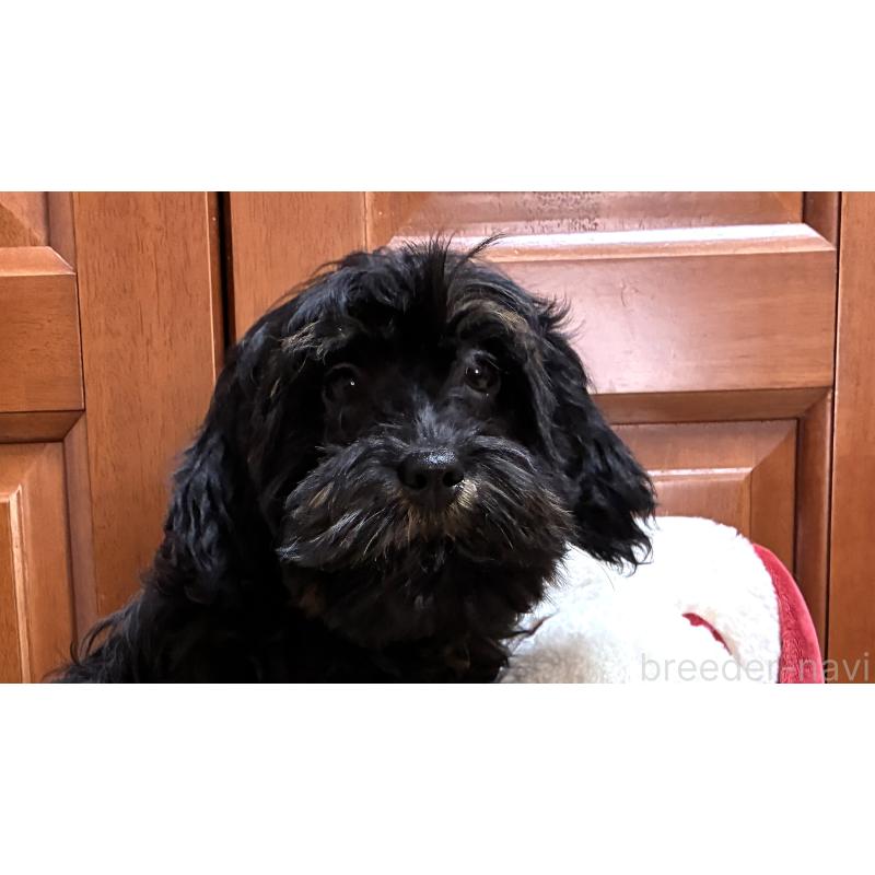 販売中の茨城県のミックス犬-450927