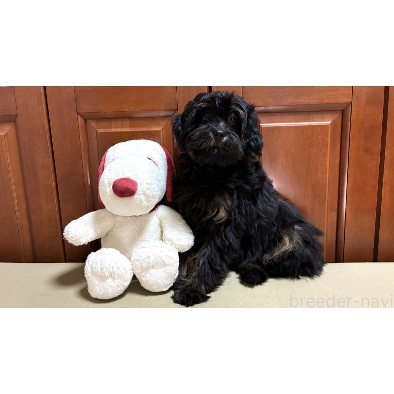 販売中の茨城県のミックス犬-450927の5枚目