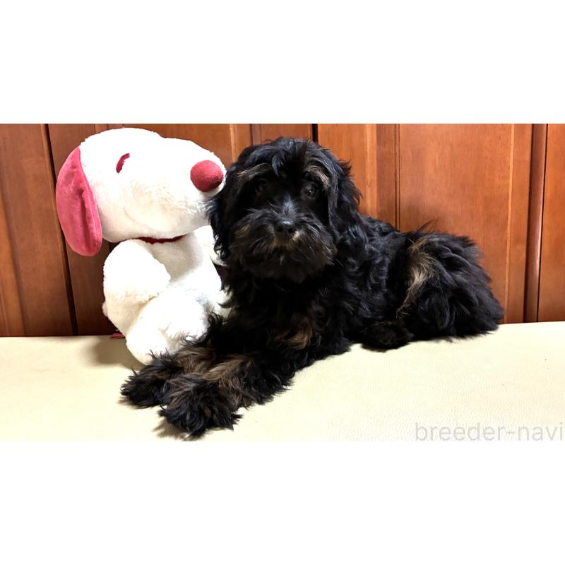 販売中の茨城県のミックス犬-450927の4枚目