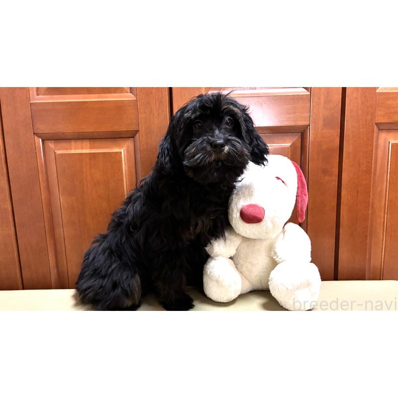 販売中の茨城県のミックス犬-450927の3枚目