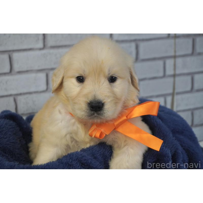 販売中の熊本県のゴールデンレトリーバー-450926の9枚目