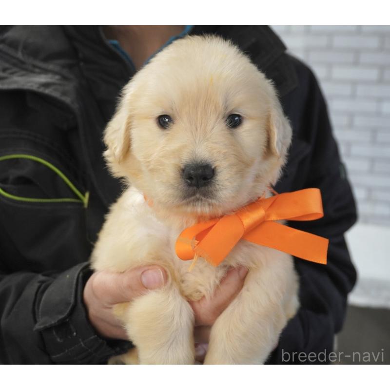 販売中の熊本県のゴールデンレトリーバー-450926の8枚目