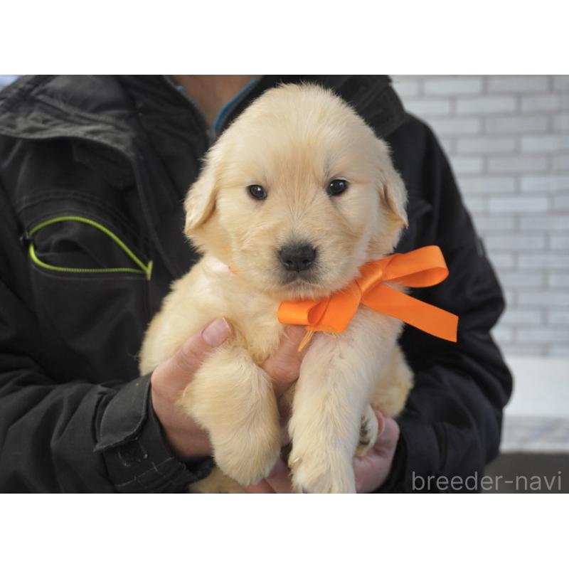 販売中の熊本県のゴールデンレトリーバー-450926の7枚目