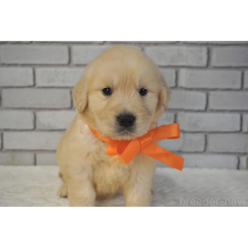 販売中の熊本県のゴールデンレトリーバー-450926の1枚目