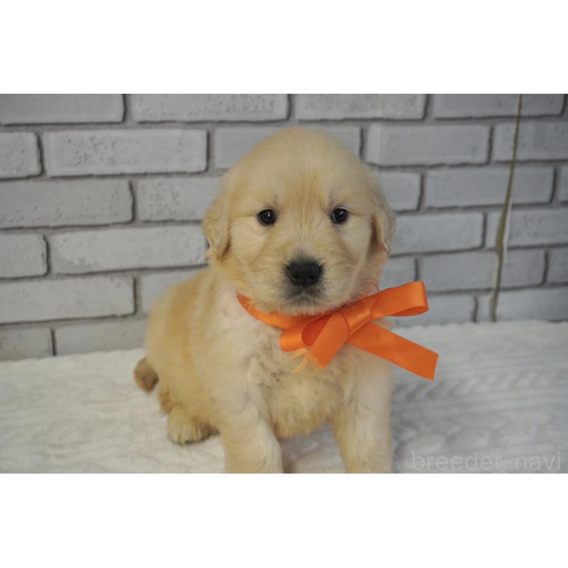 販売中の熊本県のゴールデンレトリーバー-450926の6枚目