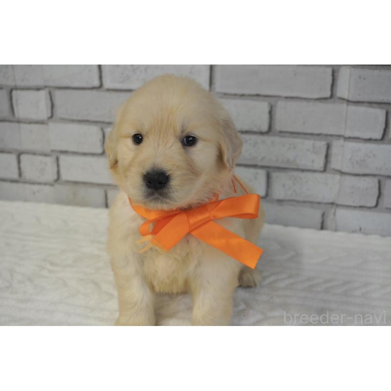 販売中の熊本県のゴールデンレトリーバー-450926の5枚目