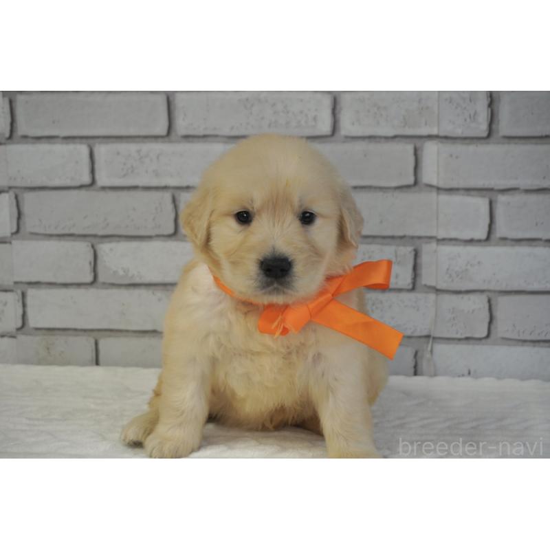 販売中の熊本県のゴールデンレトリーバー-450926の4枚目