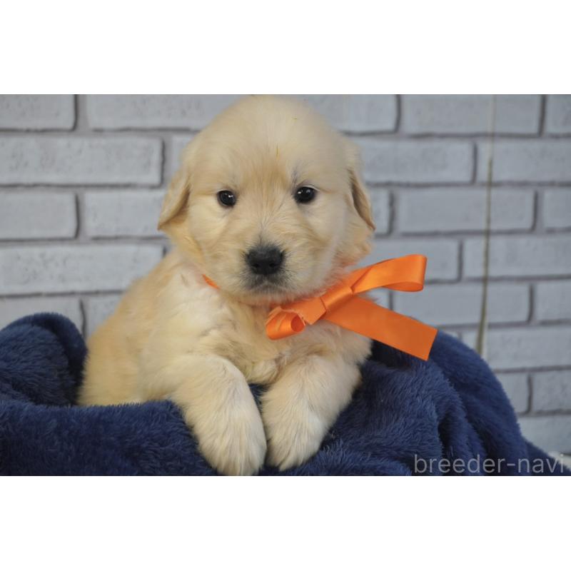 販売中の熊本県のゴールデンレトリーバー-450926の3枚目