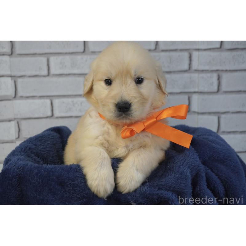 販売中の熊本県のゴールデンレトリーバー-450926の2枚目