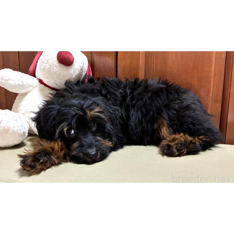 販売中の茨城県のミックス犬-450929の5枚目