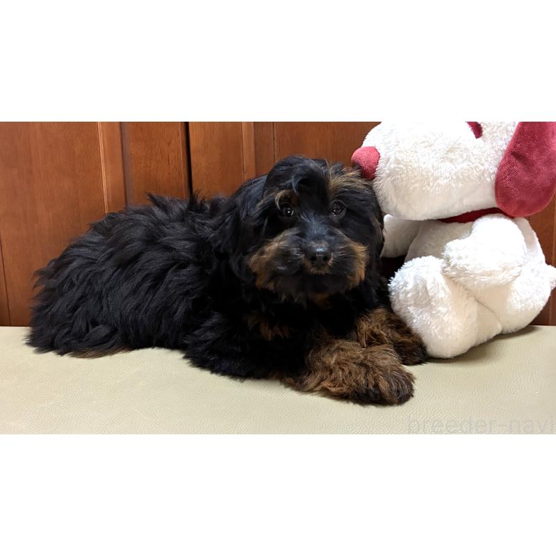 販売中の茨城県のミックス犬-450929の4枚目