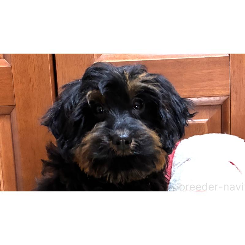 販売中の茨城県のミックス犬-450929の3枚目