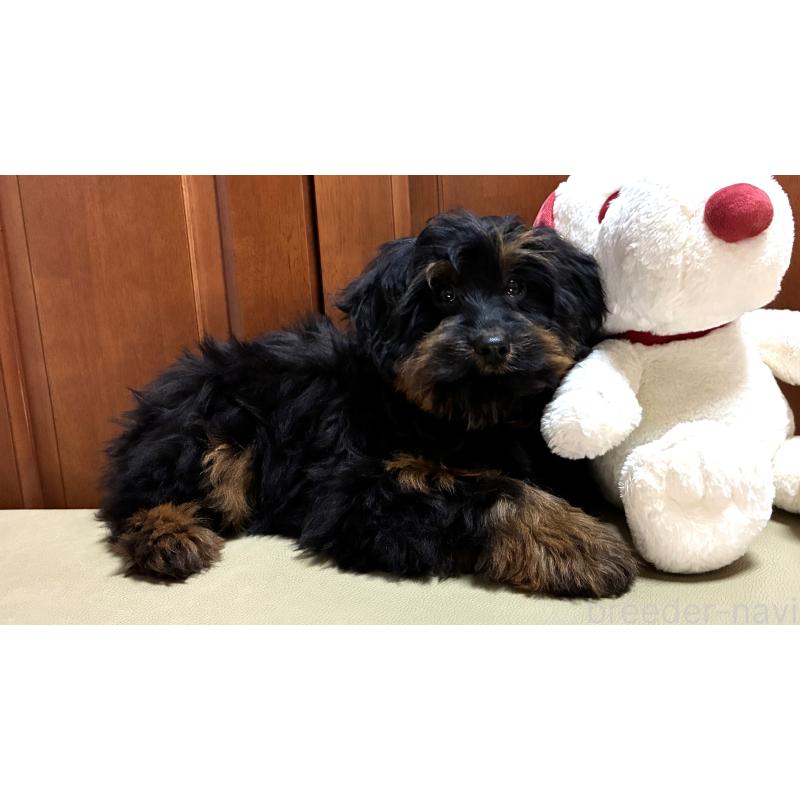 販売中の茨城県のミックス犬-450929の2枚目