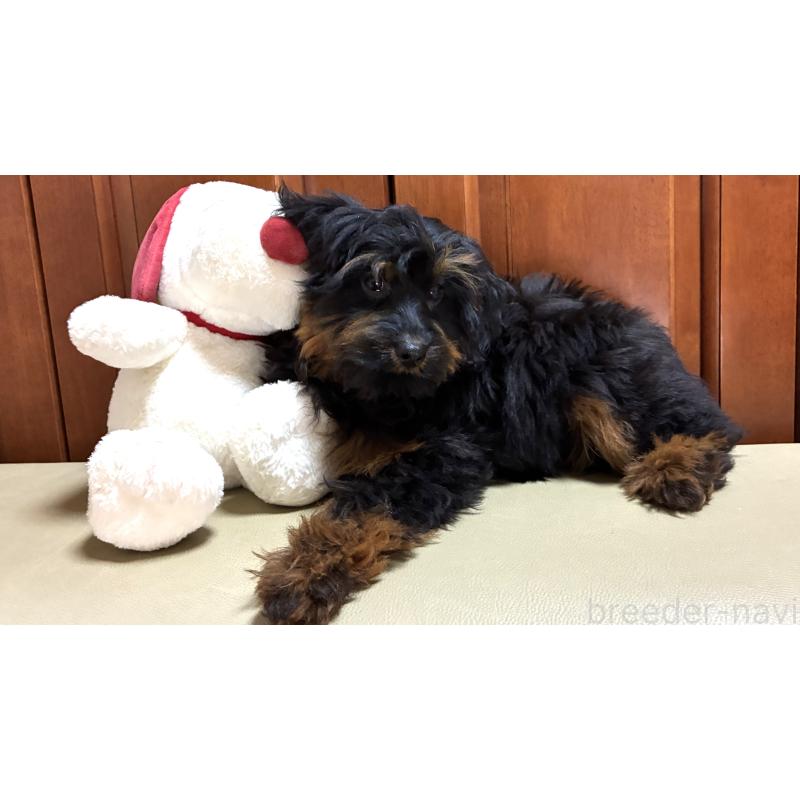 販売中の茨城県のミックス犬-450929