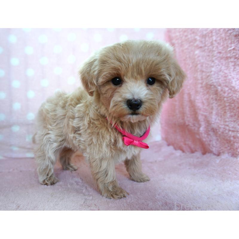 販売中の長崎県のマルプー:マルチーズ×トイプードル-450930の2枚目