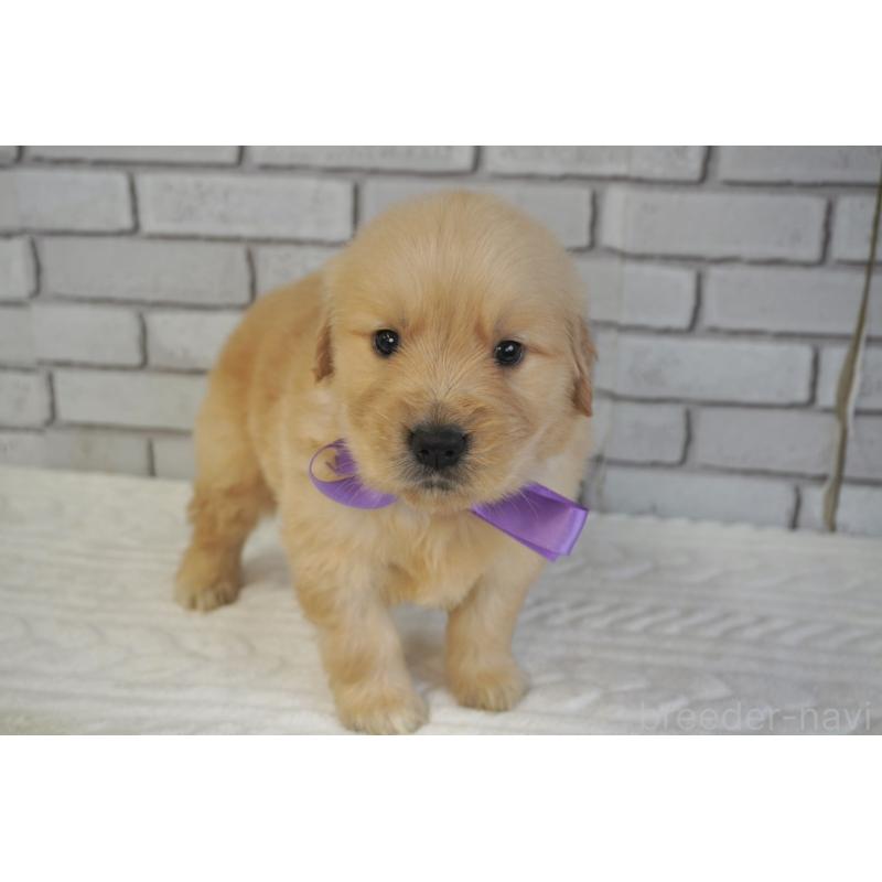 販売中の熊本県のゴールデンレトリーバー-450931の12枚目