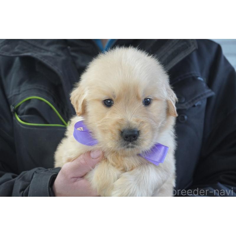 販売中の熊本県のゴールデンレトリーバー-450931の11枚目