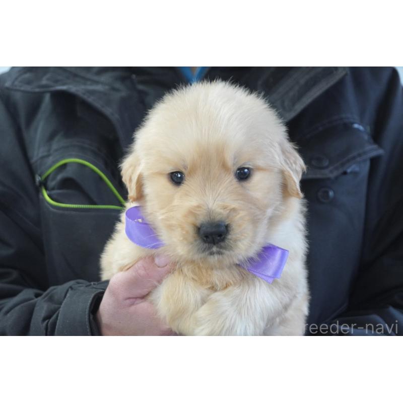 販売中の熊本県のゴールデンレトリーバー-450931の10枚目