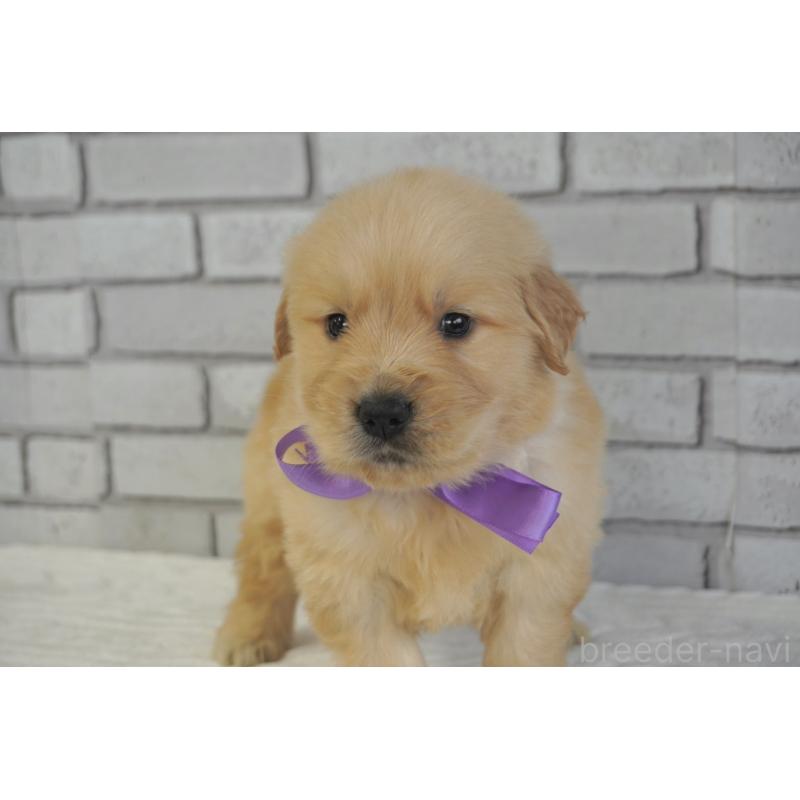 販売中の熊本県のゴールデンレトリーバー-450931の9枚目