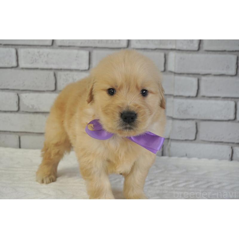 販売中の熊本県のゴールデンレトリーバー-450931の8枚目