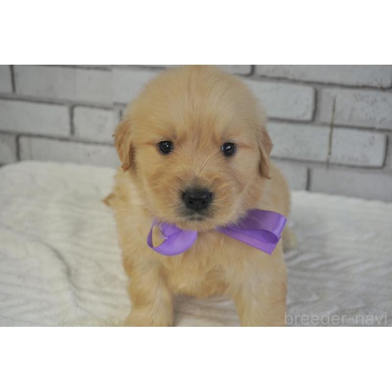 販売中の熊本県のゴールデンレトリーバー-450931の7枚目