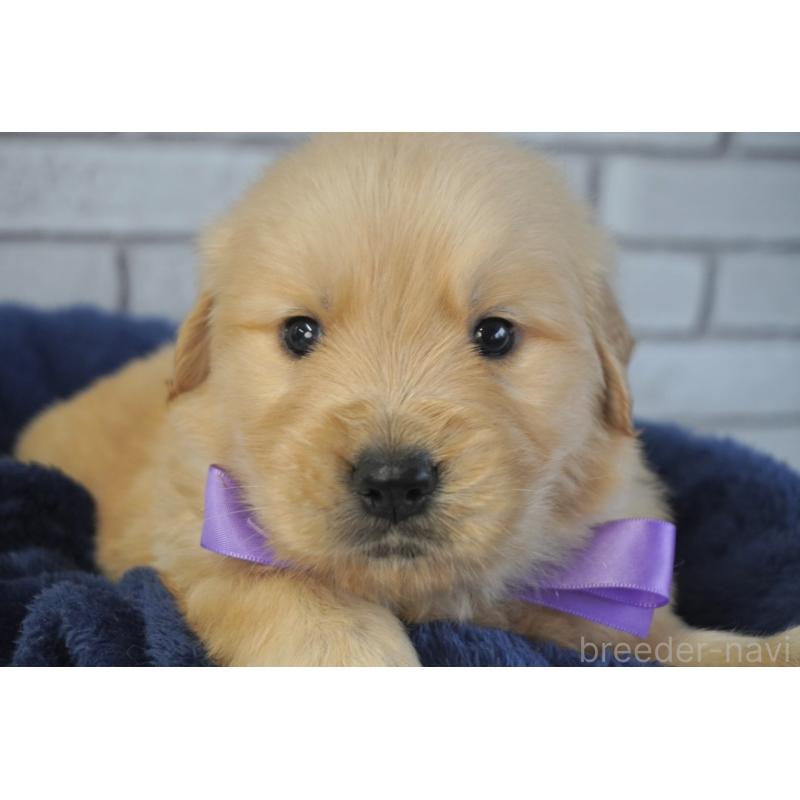 販売中の熊本県のゴールデンレトリーバー-450931の5枚目