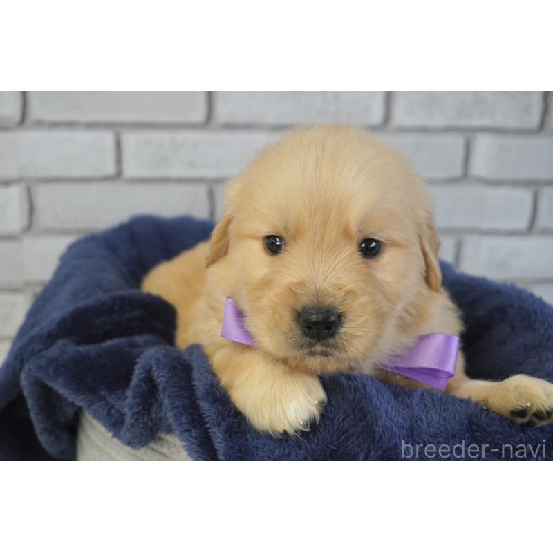 販売中の熊本県のゴールデンレトリーバー-450931の4枚目