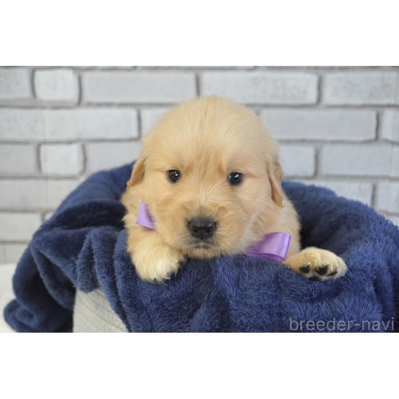 販売中の熊本県のゴールデンレトリーバー-450931の3枚目