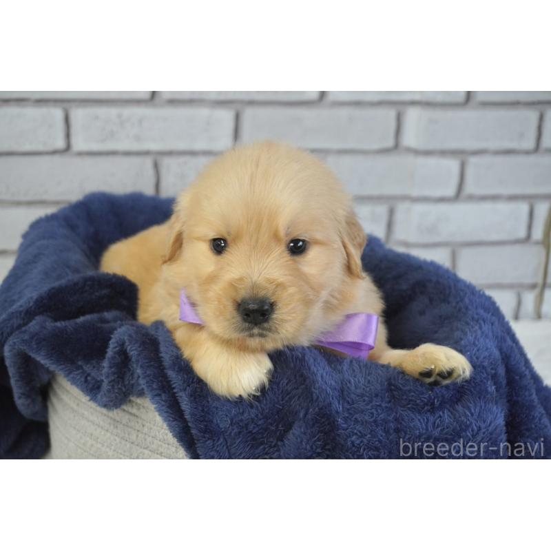 販売中の熊本県のゴールデンレトリーバー-450931の2枚目