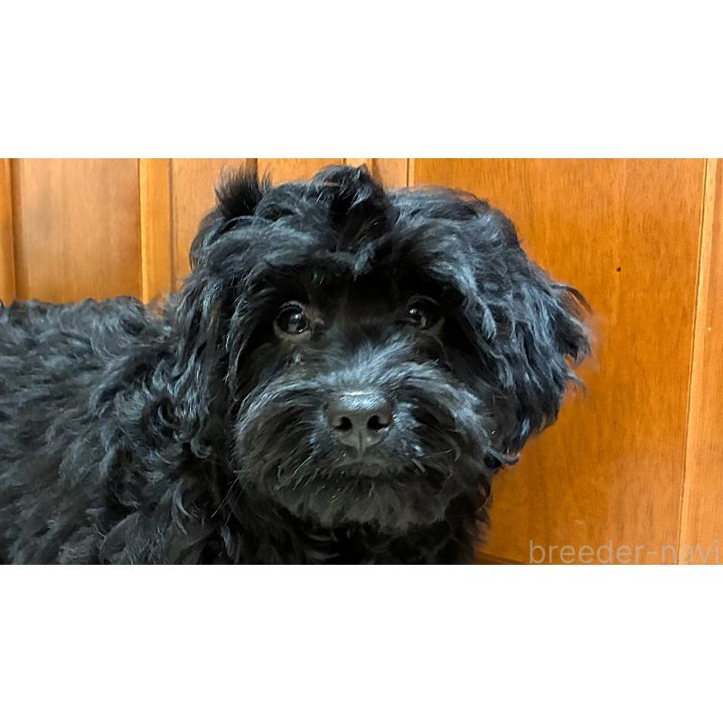 販売中の茨城県のミックス犬-450932の1枚目