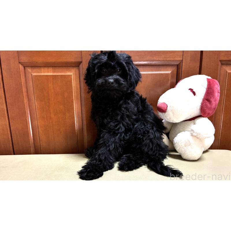 販売中の茨城県のミックス犬-450932の3枚目