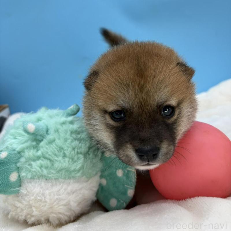 販売中の長野県の豆柴-450933の5枚目