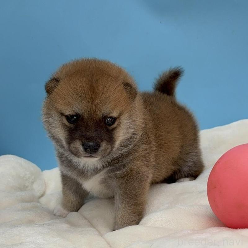 販売中の長野県の豆柴-450933の4枚目