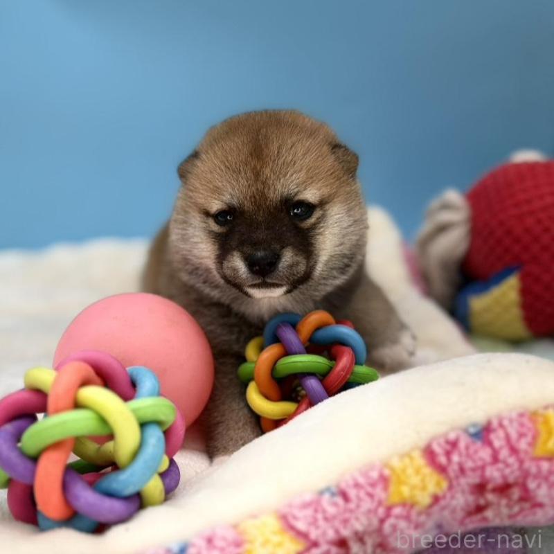 販売中の長野県の豆柴-450933の3枚目