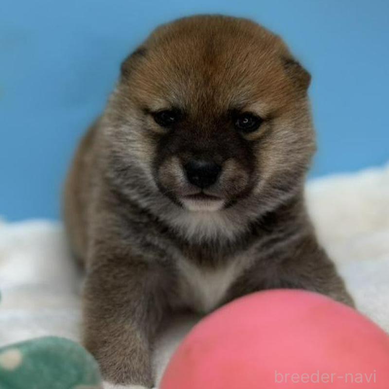 販売中の長野県の豆柴-450933の1枚目