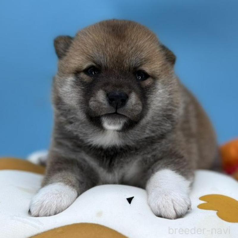 販売中の長野県の豆柴-450934