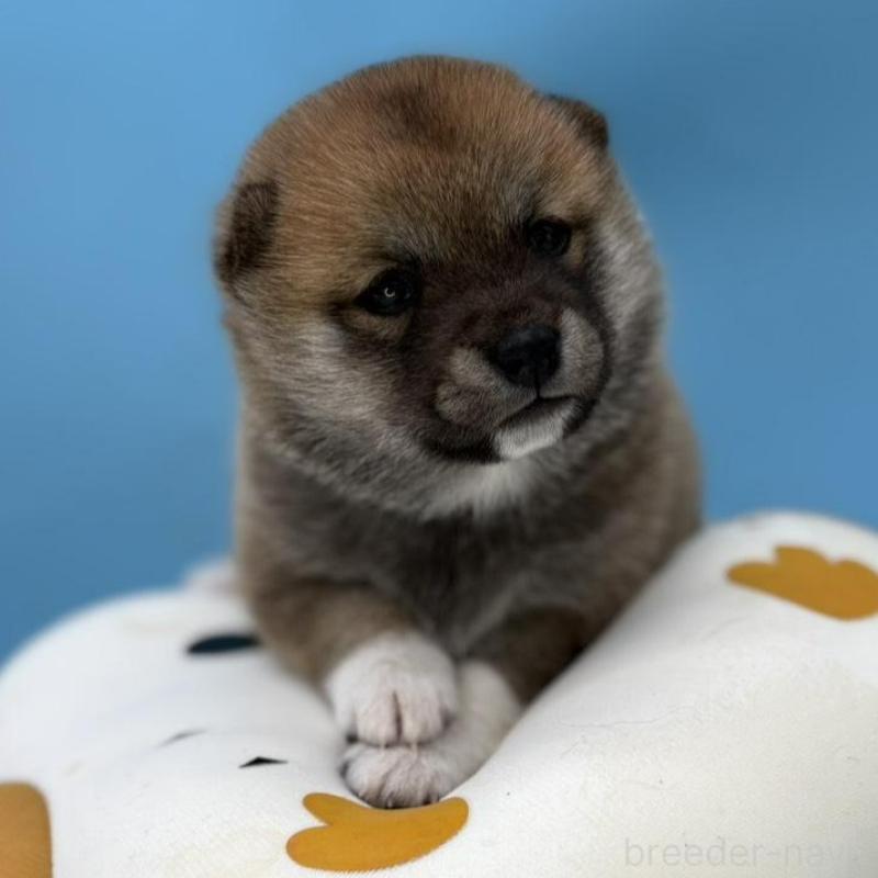 販売中の長野県の豆柴-450934の4枚目