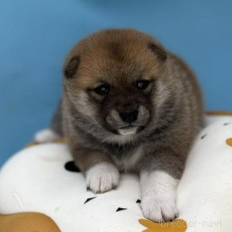 販売中の長野県の豆柴-450934の3枚目