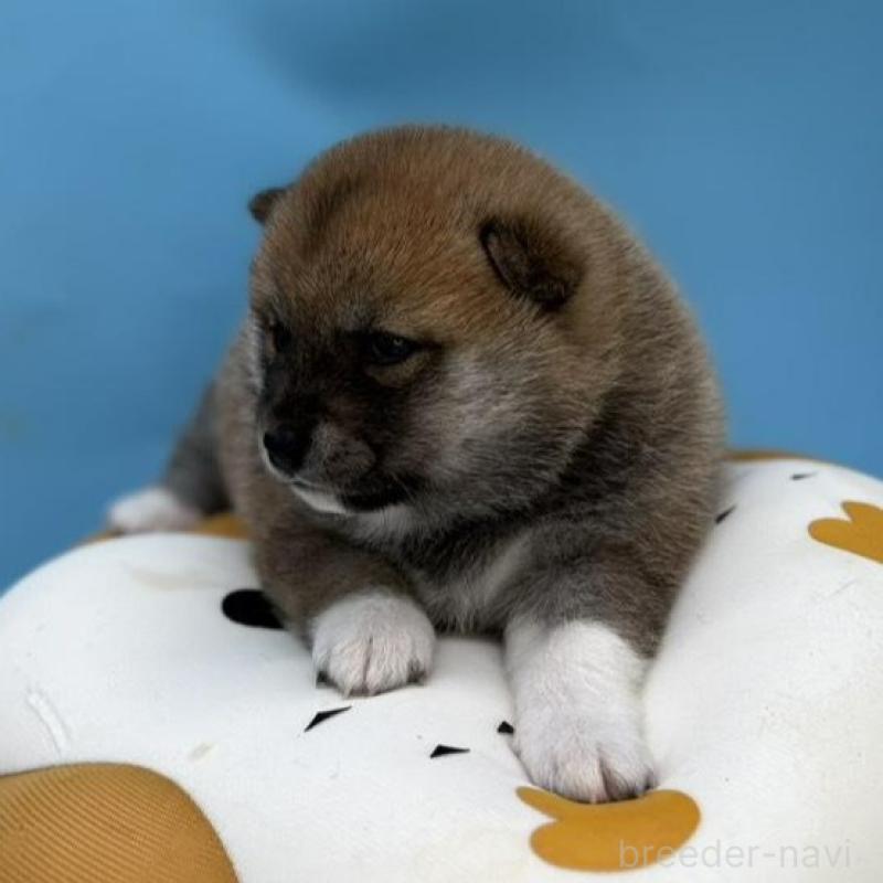 販売中の長野県の豆柴-450934の2枚目