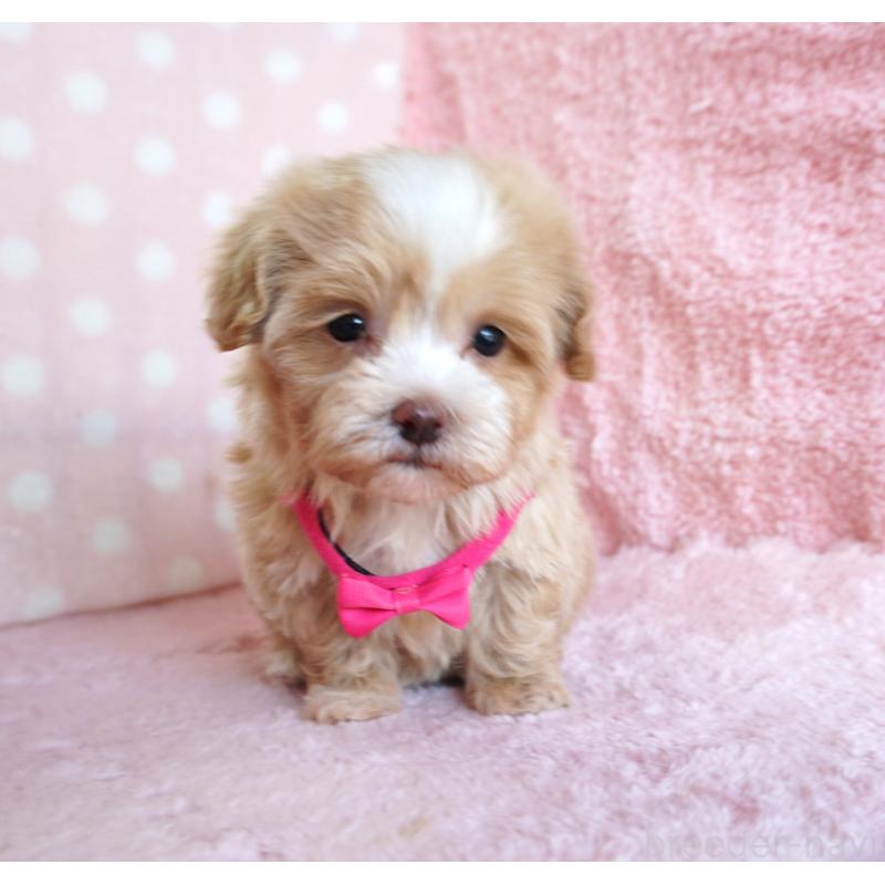 販売中の長崎県のマルプー:マルチーズ×トイプードル-450935の3枚目