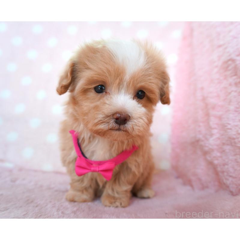 販売中の長崎県のマルプー:マルチーズ×トイプードル-450935の2枚目