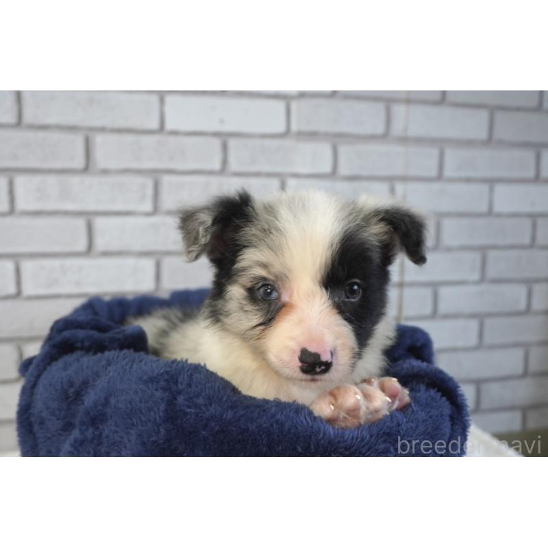 販売中の熊本県のボーダーコリー-450936の10枚目