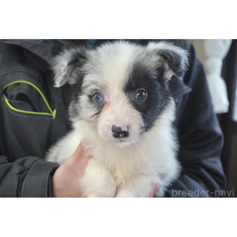 販売中の熊本県のボーダーコリー-450936の9枚目