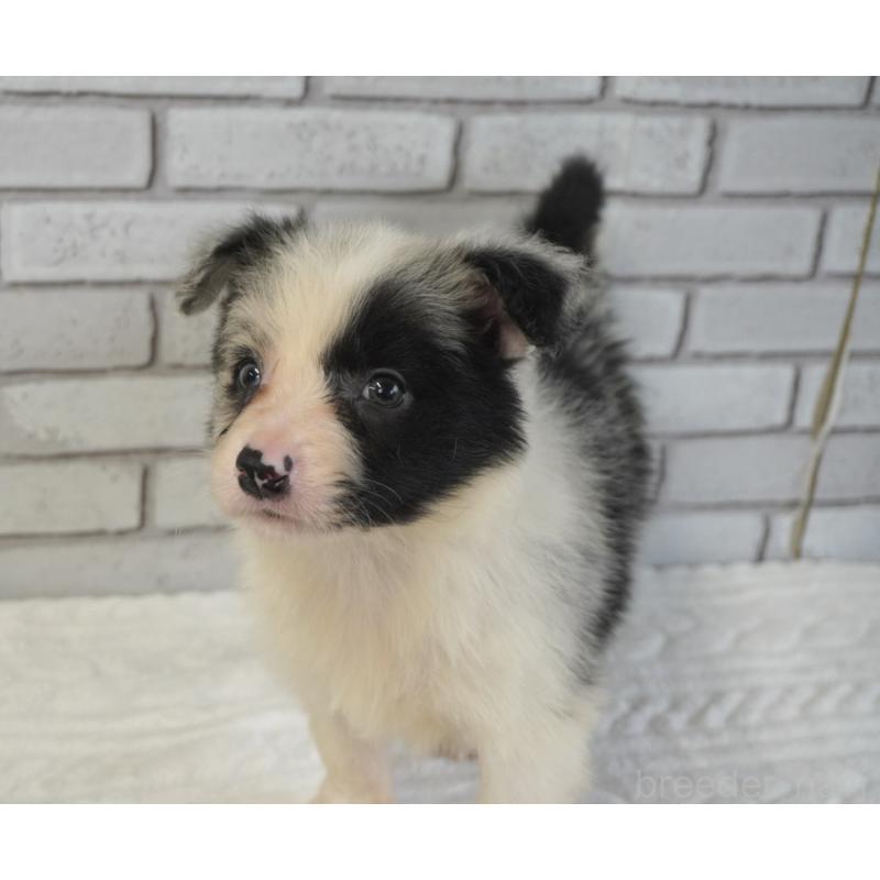 販売中の熊本県のボーダーコリー-450936の8枚目