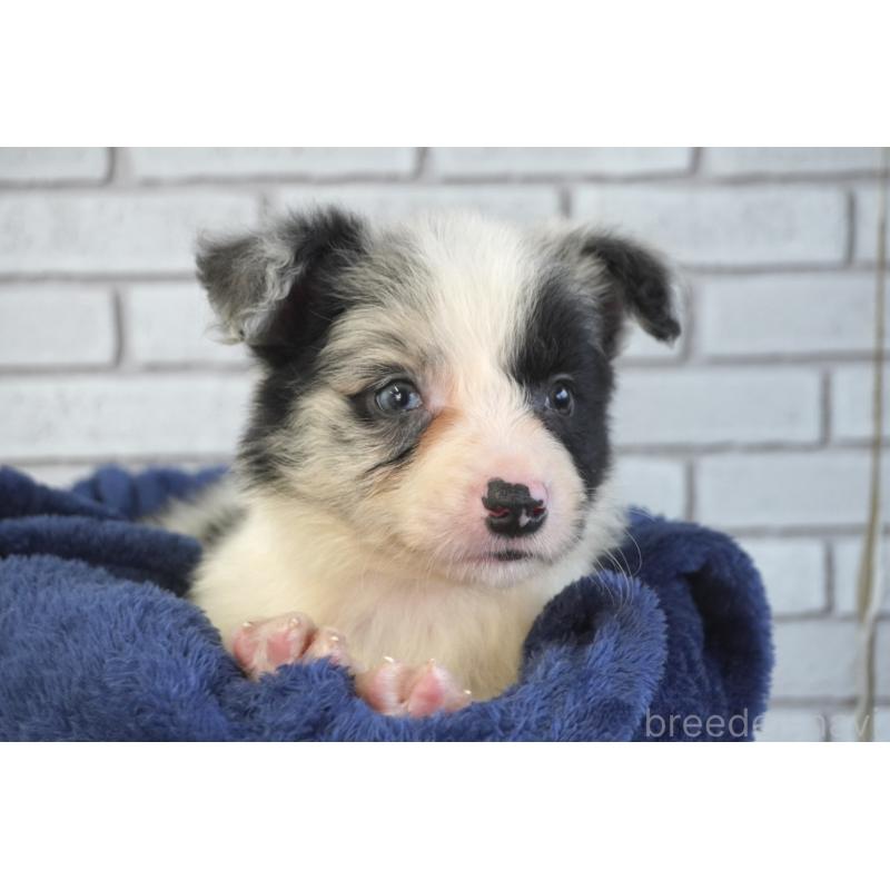 販売中の熊本県のボーダーコリー-450936の7枚目