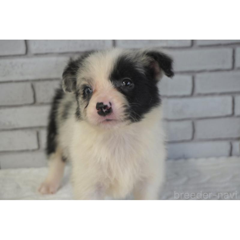 販売中の熊本県のボーダーコリー-450936の6枚目